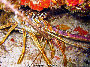 Lobster seen in Freeport Bahamas May 2009.   Photo taken ... by Bonnie Conley 